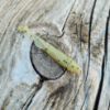 Image de Dropned Shad 60 - Goujon