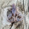 Image de Repli Craw 50 - Ghost shrimp