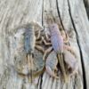 Image de Flap Craw 60 - Natural