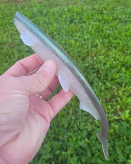 Image de Eklips 270 - Greenback flash