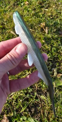 Image de Eklips 200 - Greenback Flash