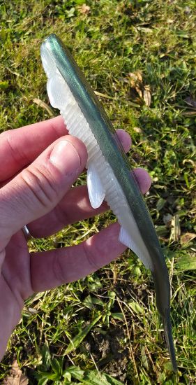 Image de Eklips 200 - Greenback Flash