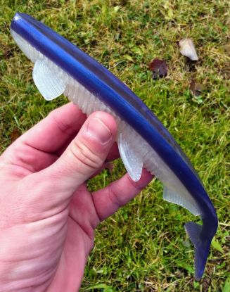 Image de Eklips 270 - Purple Back